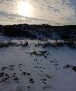 Sneeuw februari 2021 - konijnensporen