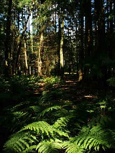 Groei, licht van helderheid en een perspectief op de toekomst met gedragsverandering
